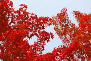 image002-13-300x199 京都東福寺の2017年紅葉の見ごろとアクセス情報！拝観料と時間とは？