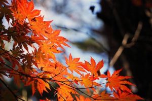 image002-10-300x225 京都嵐山の2017年紅葉おすすめコース！所要時間と電車でのアクセス情報